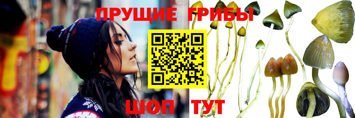 Псилоцибиновые грибы прущие грибы Саранск
